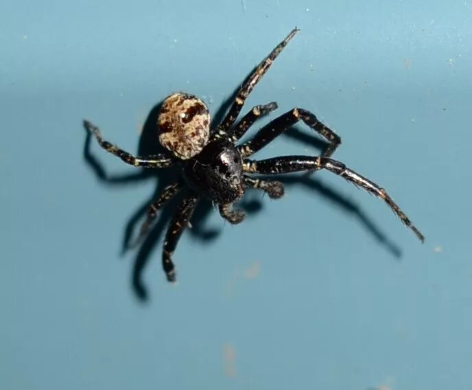 моба marsh spider. 2 пауки. 12. мод spider 2. майнкрафт паук мод.