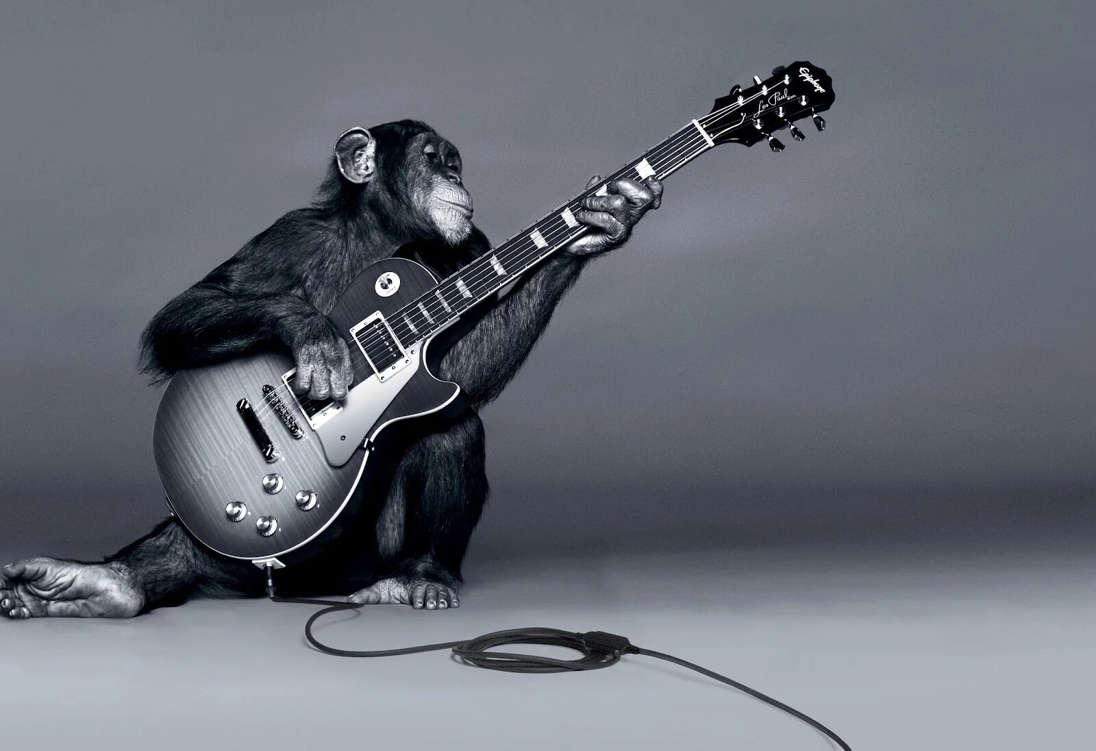 Смешная гитара. Arctic monkeys гитары. обезьяна с гитарой. гитара животное. животные с гитарой.