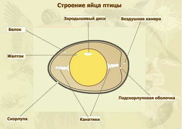 Как получается яйцо. Строение оплодотворенного яйца. строение оплодотворенного куриного яйца. строение яйца перепелки. как образуется яйцо у птиц.