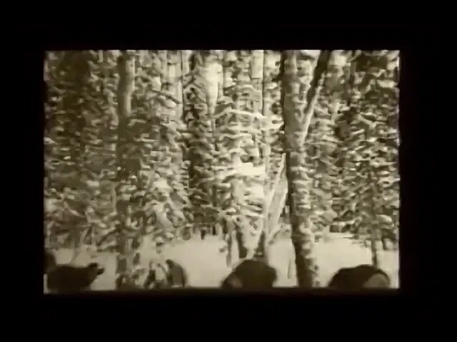 James cox. Песня в хвойной в старом парке. Pines music. Песня в хвойной в старом парке. Клён песня караоке с текстом.