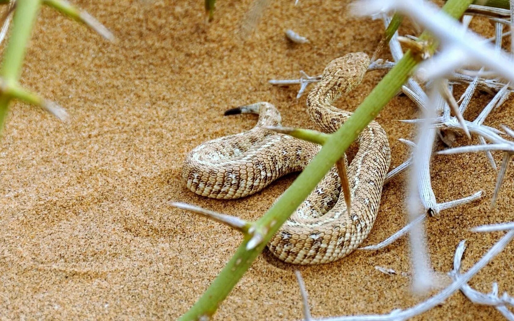 Пустынная гадюка земляная змея. Змеи пустыни Намиб. Змея Песчаная гадюка. Песчаный гремучник. Пустынная рогатая гадюка.