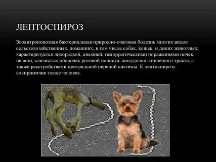 Животное характеризующее человека