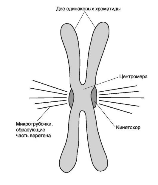 расхождение к полюсам клетки сестринских хромосом. митотический цикл клетки. независимое расхождение хромосом в мейозе. хиазмы кроссинговер. расхождение сестринских хроматид гомологичных хромосом.