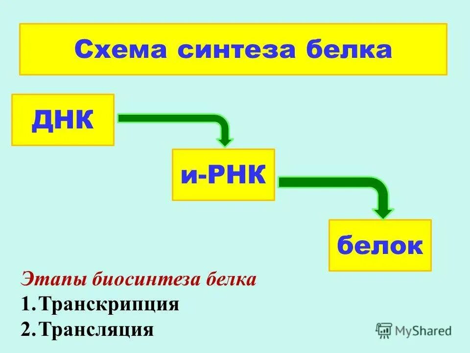 Этапы транскрипции и трансляции. Основные этапы биосинтеза белка. Общая схема биосинтеза белка. Подготовительный этап белков