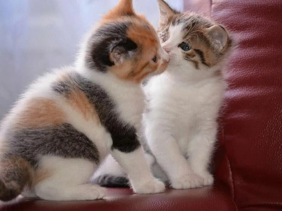 Кот и поцелую. Поцелуй кошки. котенок целует. котята обнимаются.