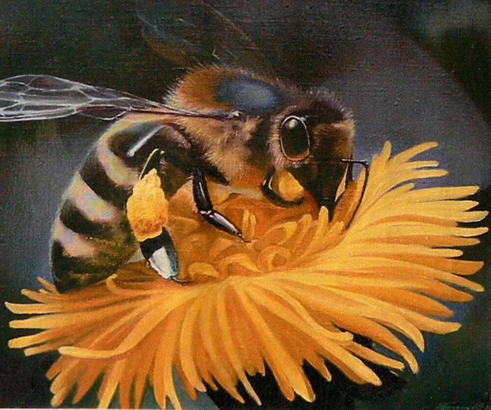 Нектар рисунок. Пчела. Пчела живопись. Шмель живопись.