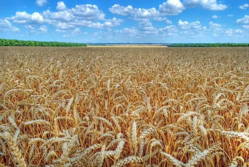 Сколько гектар поле пшеницы. Хлебные поля краснодарского края. кубанская степь краснодарский край. степь поле краснодар. степи и поля кубани.