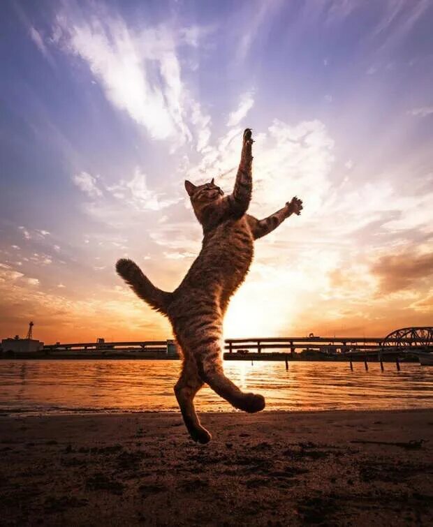 Подборка. Летающий кот. Счастливый кот. Кошка в прыжке. Радостный кот.