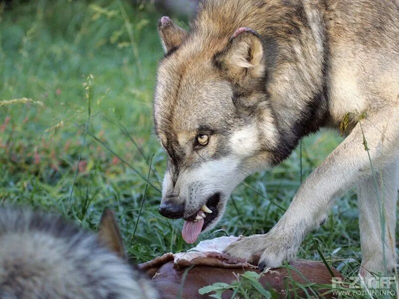 Голодные волки рыщут