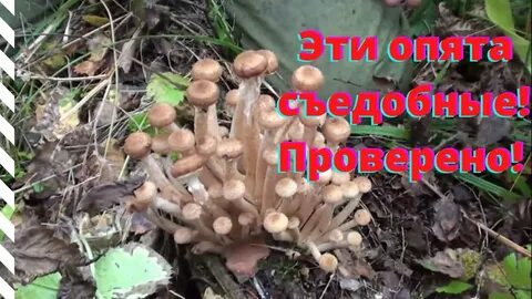 Как распознать опята