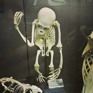 Структурный скелет
