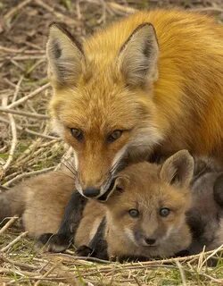 The fox and 2 babies