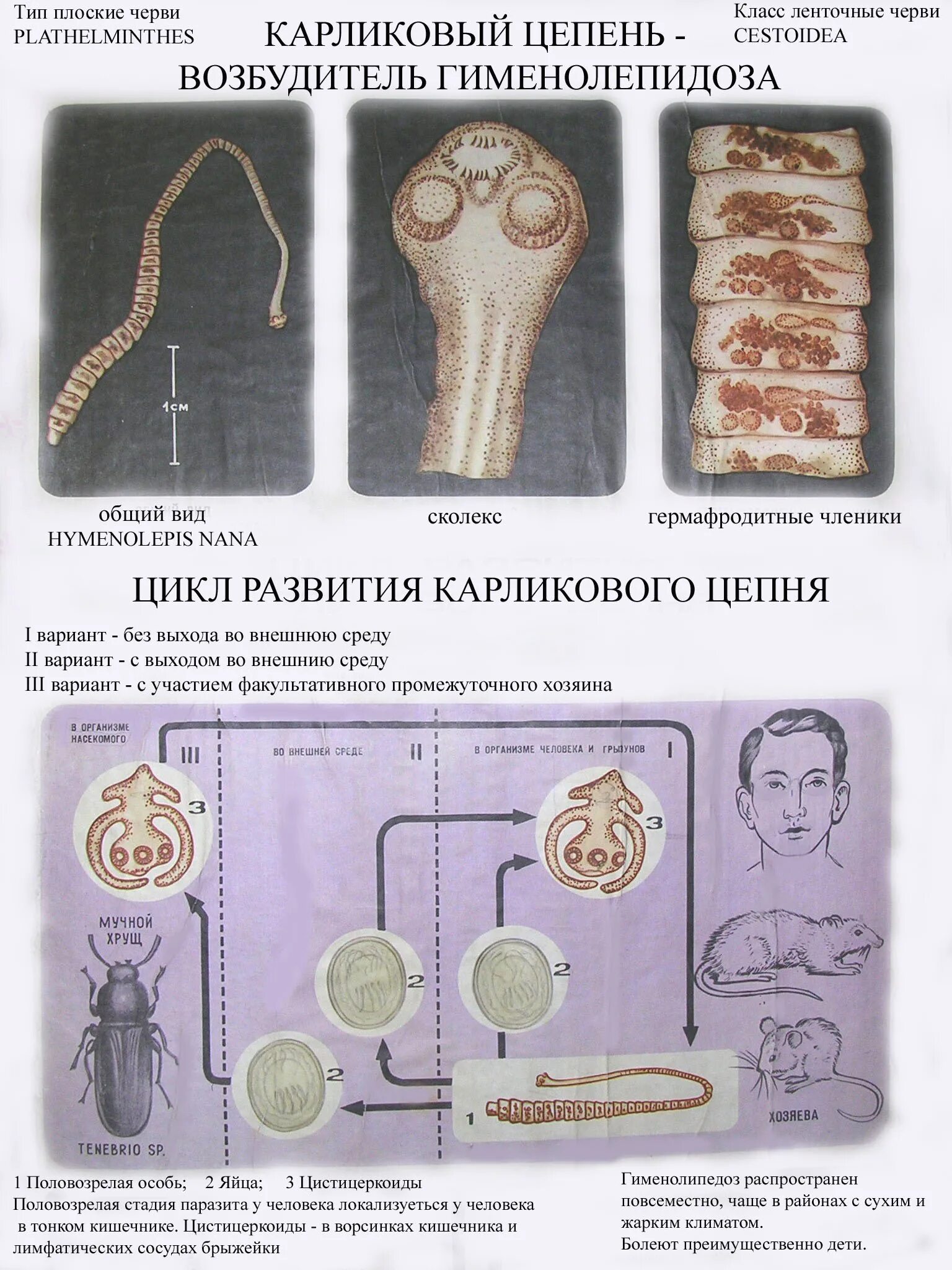 Типы паразитов человека