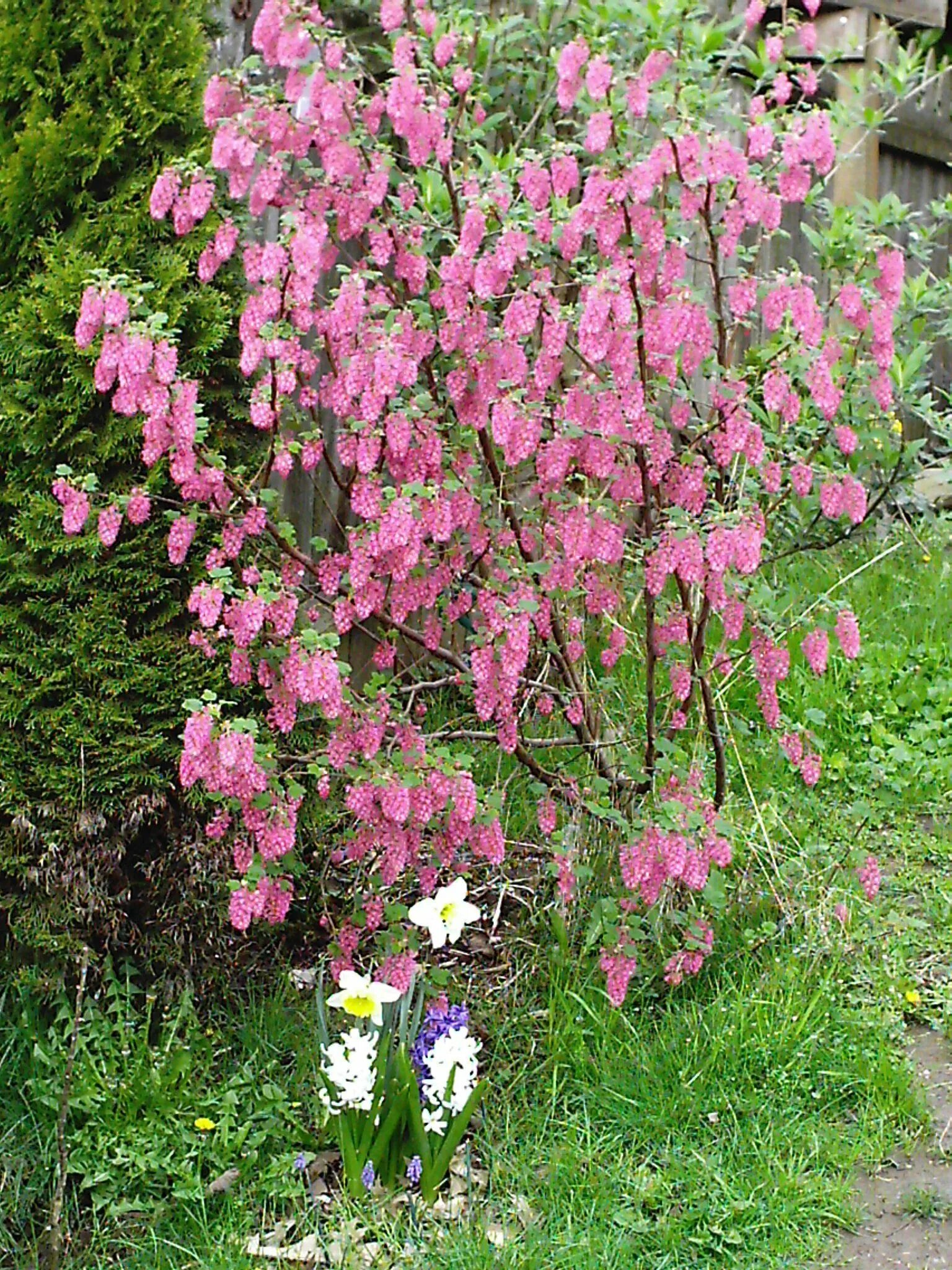 Куст ribes sanguineum. Ribes sanguineum King Edward VII. Смородина Пулборо Скарлет. Смородина кроваво красная