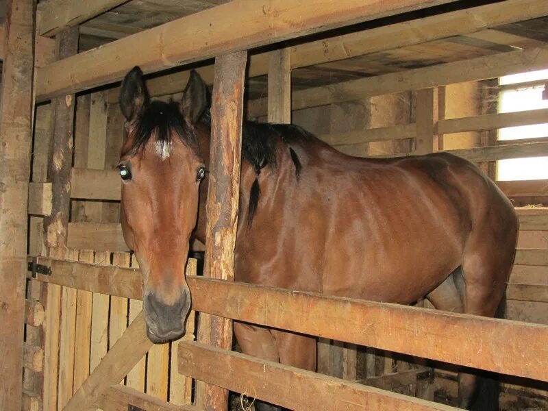 фотосессия в конюшне. молодцы в конюшне. стойло для лошади. молодцы в конюшне. молодцы в конюшне.