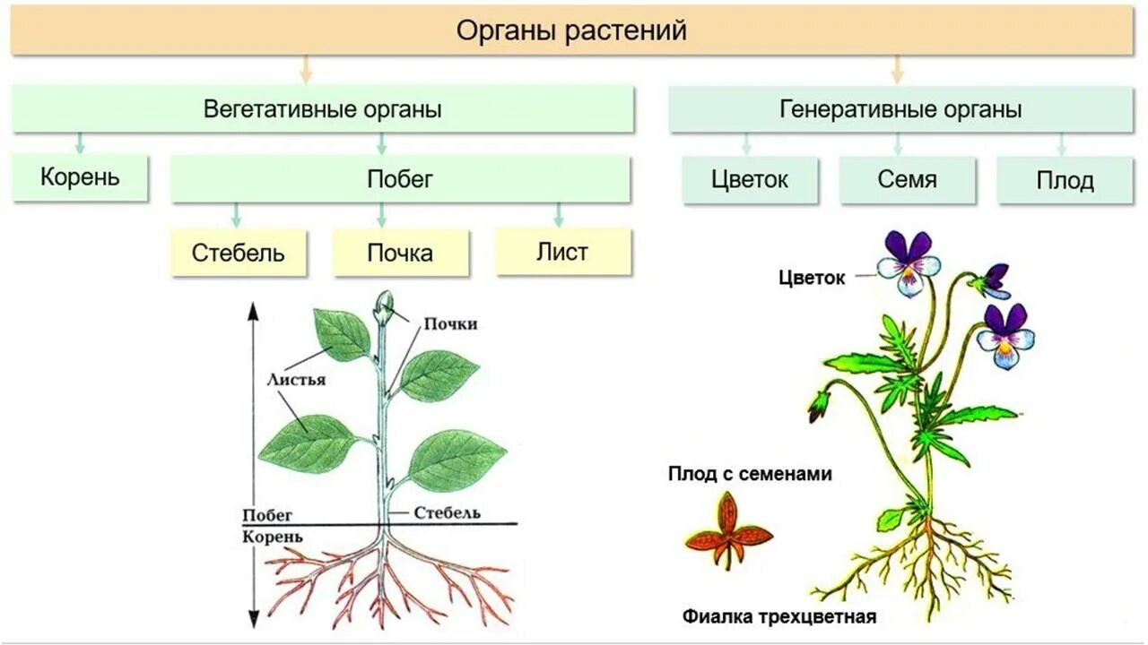 Вегетативные органы растений и их функции. Органы растений вегетативные и генеративные схема. Плод генеративный или вегетативный орган растения. Вегетативные органы растений 6 класс биология. Назовите вегетативные органы