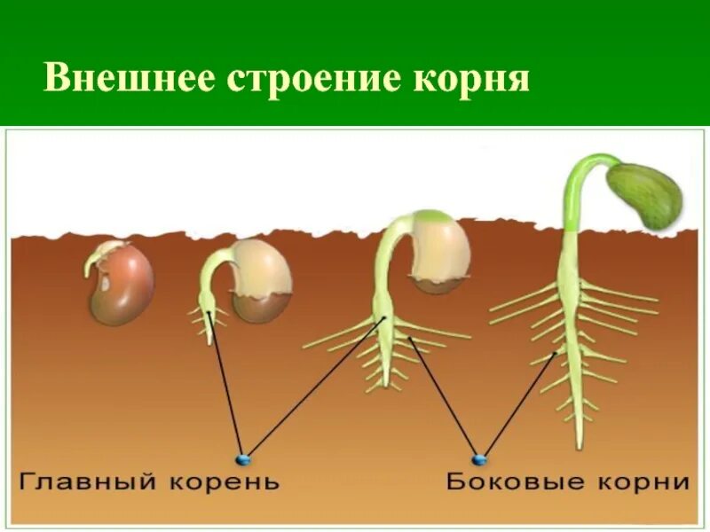 Строение корня проростка фасоли. Строение проростка фасоли. Внешнее строение корня. Строение корня проростка.