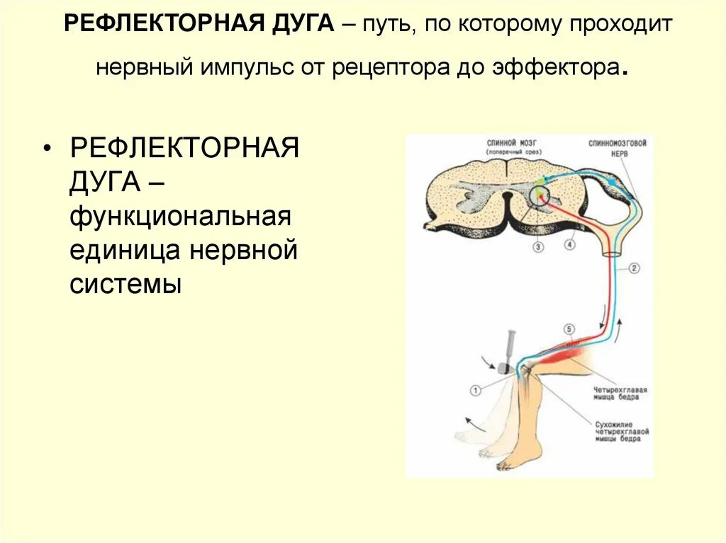 Нервные импульсы при осуществлении рефлекса. Путь рефлекторной дуги. Рефлекторная дуга путь импульса от эффектора к эффектору. Структура рефлекторного пути. Схема прохождения нервного импульса.