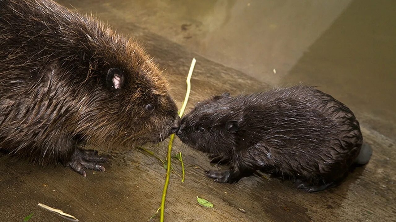 Бобры фото для детей. Бобры и бобрята. Обыкновенный бобр детеныш. Канадский бобр (castor canadensis). Бобрята.