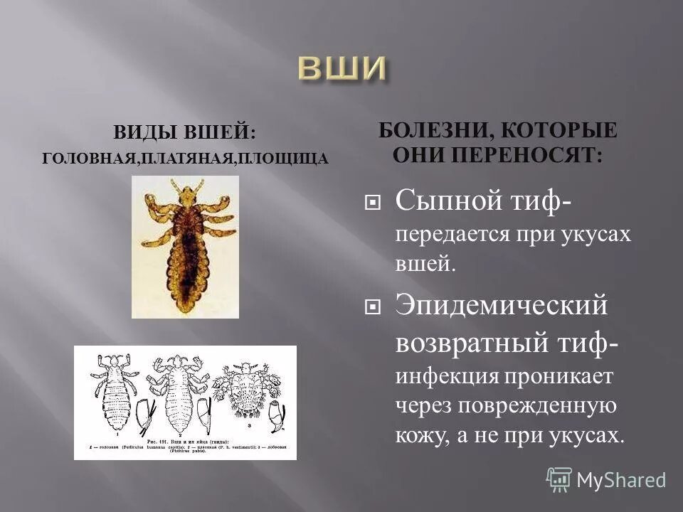 Профилактика сыпного тифа педикулез. Платяная вошь переносчик сыпного тифа. Вши являются переносчиками какого заболевания. Платяные вши переносчики каких заболеваний.