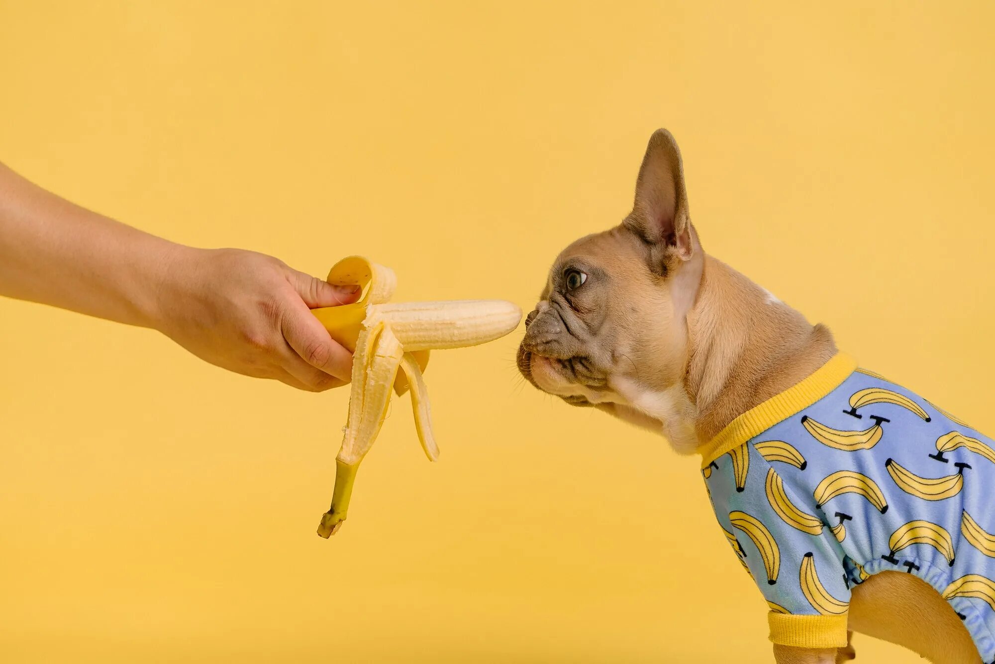 Можно собакам давать бананы. Собака банан. Бананчик собака. Собака ест банан. Кобель банан.
