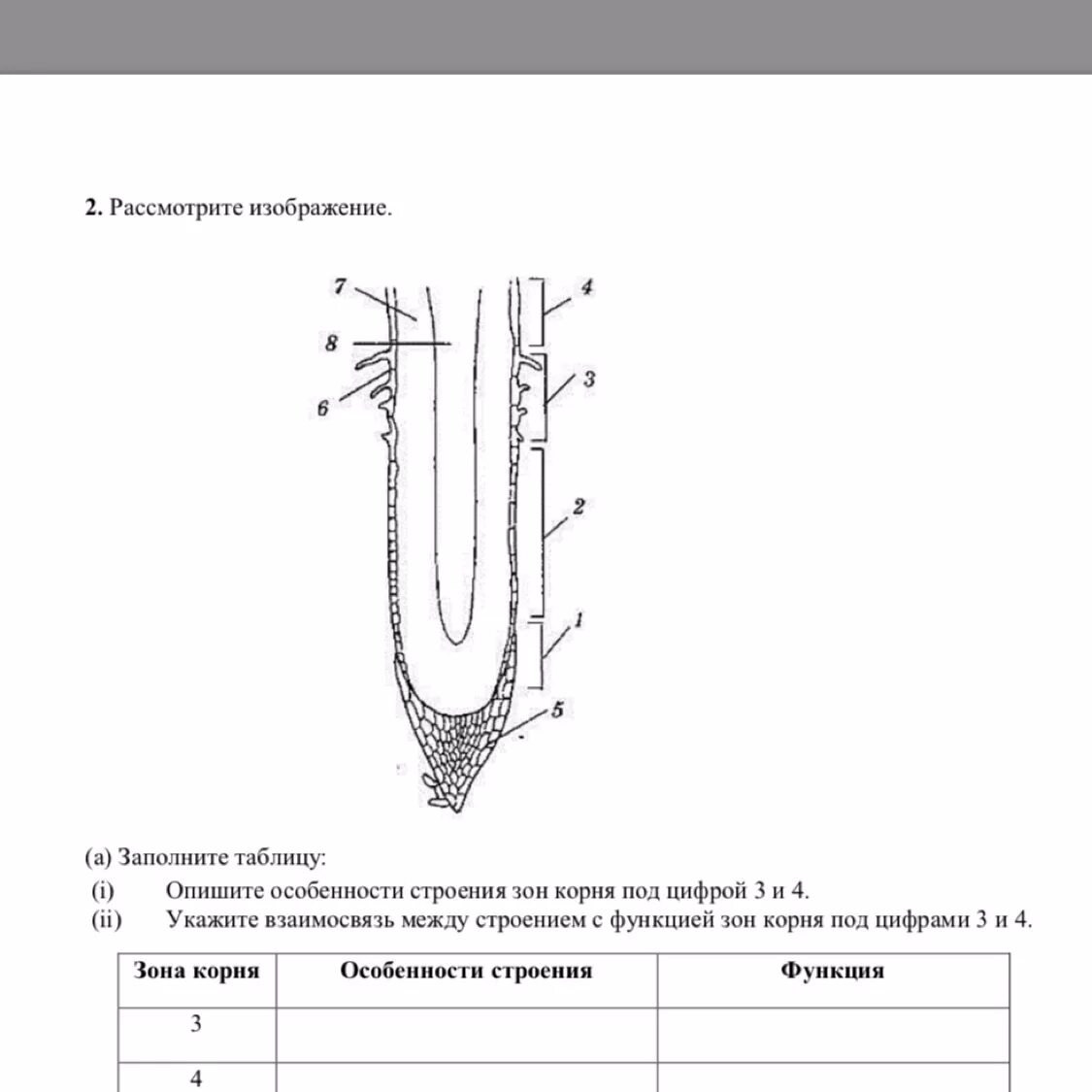Корень 6 класс самостоятельная. Таблица зоны корня 6 класс биология. Строение корня зоны. Внутреннее строение корня рисунок без подписей.