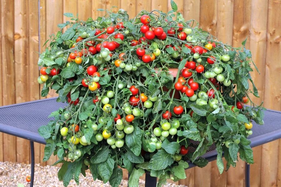 томат в горшке. ампельные черри. томат комнатный балкони елоу. помидоры патио. томат минибел.