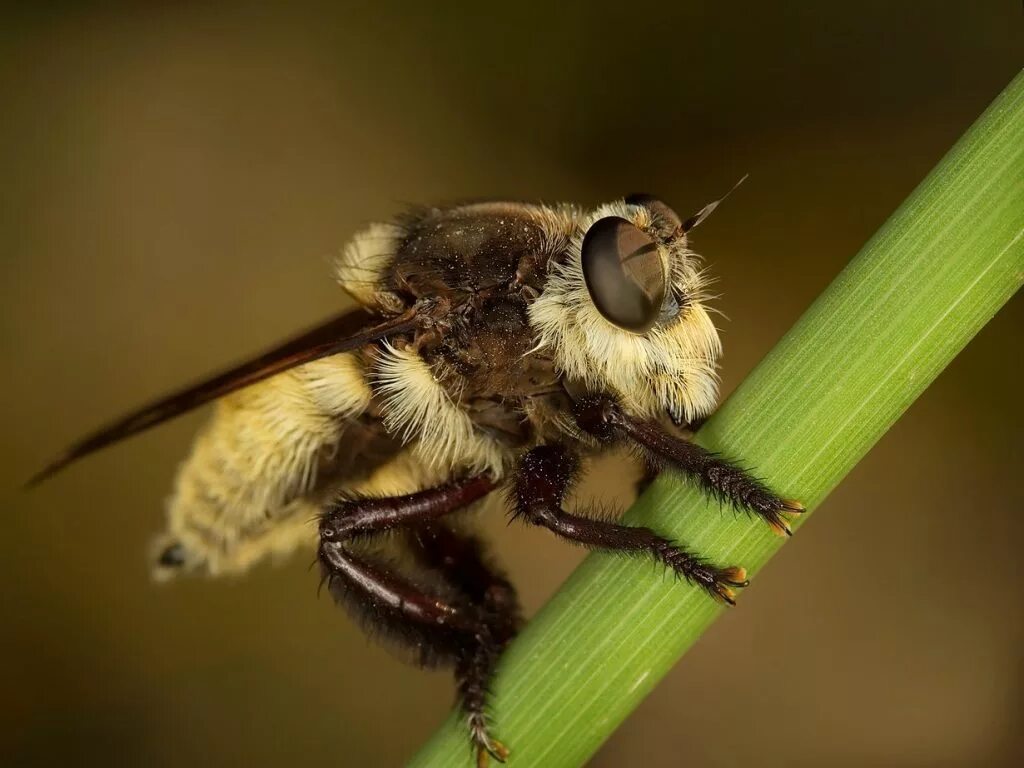 АФРИКАНИЗИРОВАННАЯ АФРИКАНИЗИРОВАННАЯ пчела. Гибрид пчелы. Гибрид африканской пчелы.
