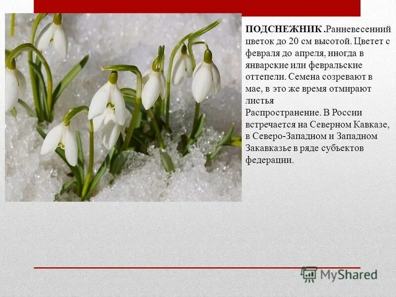 отрицательные частицы не и ни слитное и раздельное написание. когда не пишется раздельно. ранневесенний как пишется. как писать слитно. орфограмма чередующиеся гласные в корне слова.