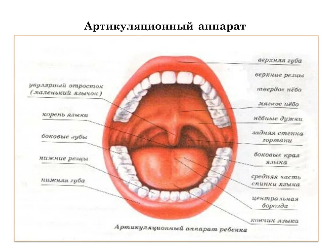 Система артикуляции. Органы артикуляционного аппарата схема. Мышцы артикуляционного аппарата схема. Схема обследования артикуляционного аппарата. Схема речевого аппарата логопедия.