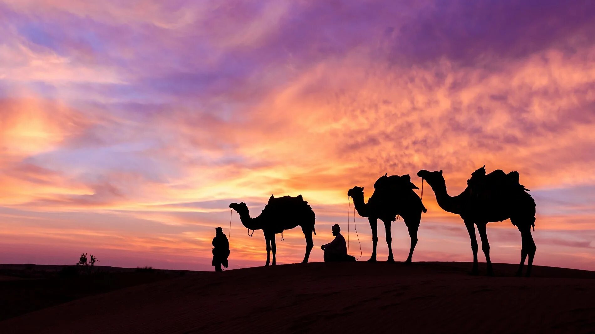 Караван с верблюдами в пустыне. Караван Аравийской пустыне ОАЭ. Арабы с караваном в пустыне. Караван верблюдов в пустыне.
