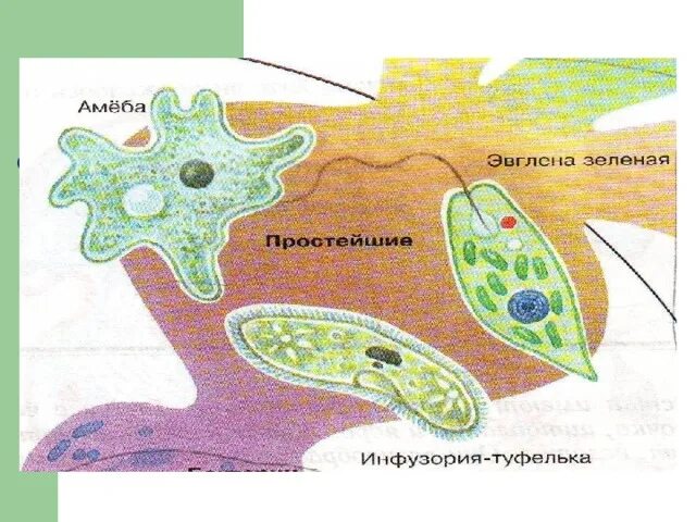 Строение амебы и эвглены. Амеба зеленая строение. Биология амеба эвглена инфузория. Деление амебы и эвглены.