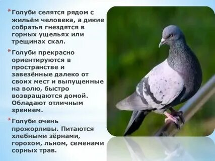 Голубь описание для детей