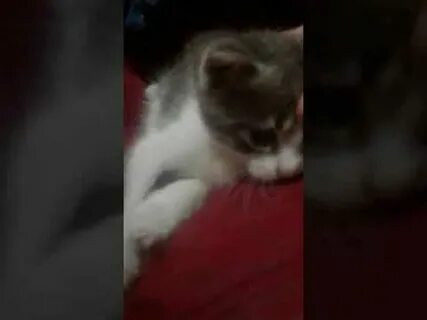 Кота выкинули из поезда видео