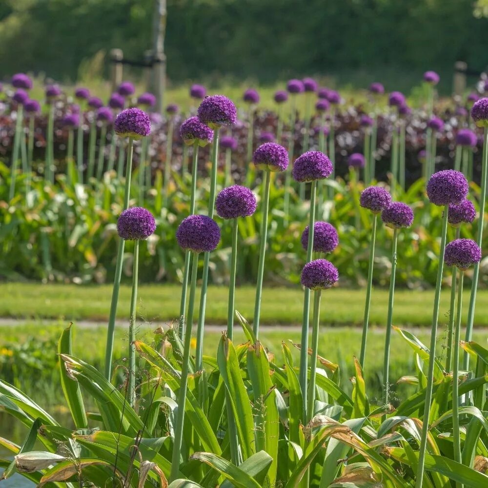 Аллиум Амбассадор. Allium аллиум Ambassador. Декоративный лук аллиум Амбассадор. Аллиум Амбассадор луковицы.