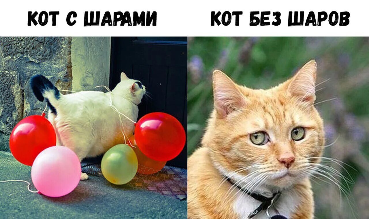 Почему коты шариков