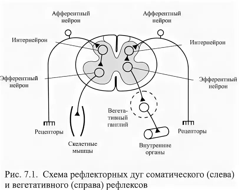 Рефлекторная дуга при кашле схема. Рефлекторные дуги чихания и кашля. Рефлекторная дуга чихания схема. Схема рефлекторной дуги чихания и кашля.