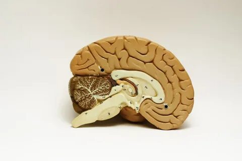 Отмирание головного мозга