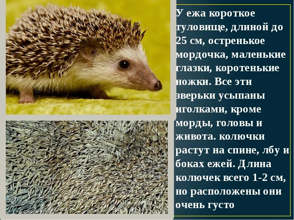Еж относится к отряду. Характер ежа. коротко о ежике. к какому отряду относится еж. враги ежа.