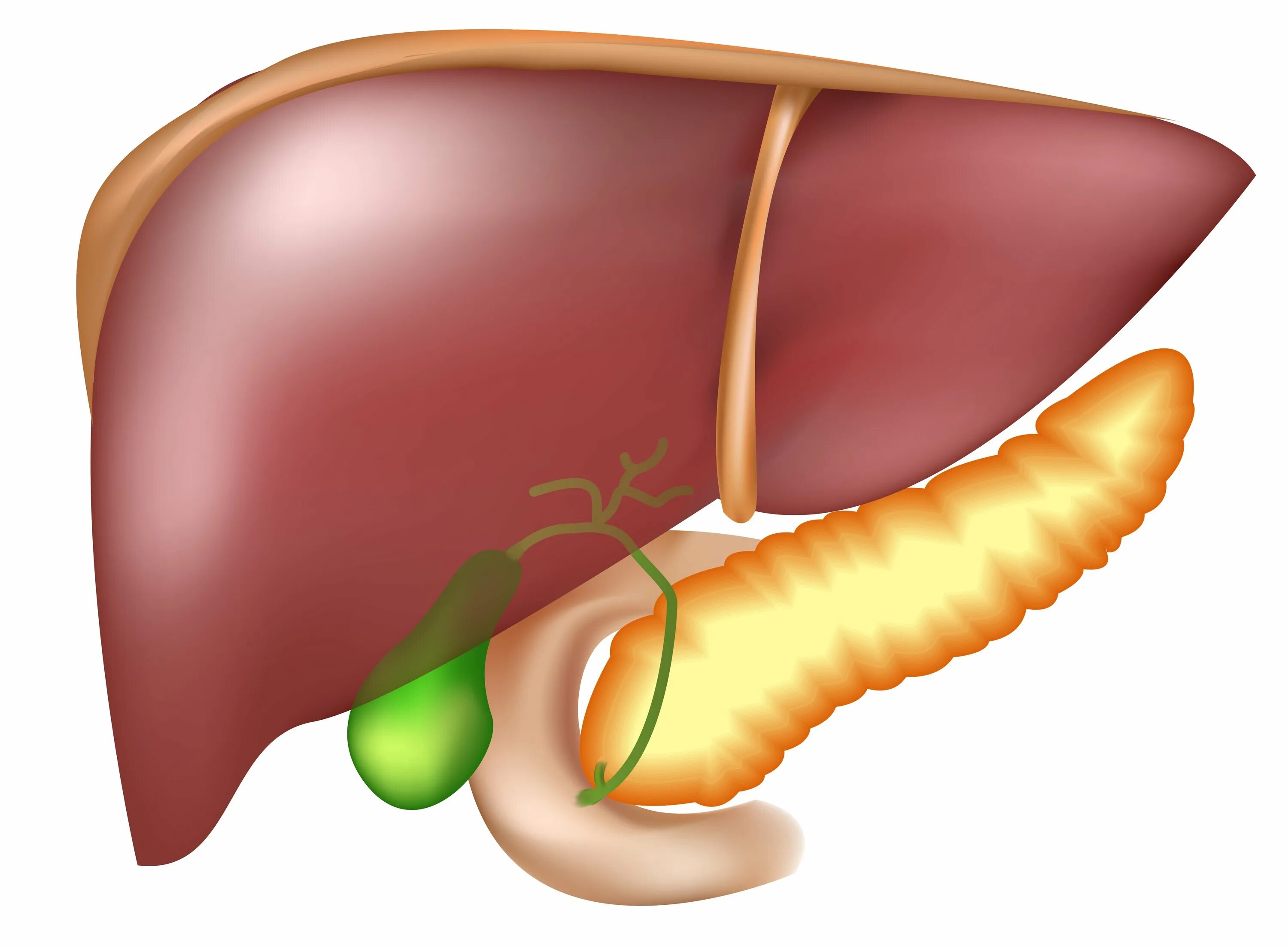Гепатит желчный пузырь. Мкб 10 джвп желчного пузыря. Дискинезия желчевыводящих путей печени. Печень и поджелудочная железа анатомия. Желчный пузырь и поджелудочная железа.