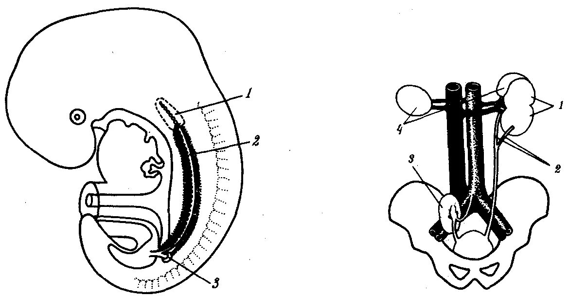 Эмбриогенез почки человека. Эмбриогенез почки схема. Эмбриогенез мочеполовой системы человека. Головная почка предпочка.