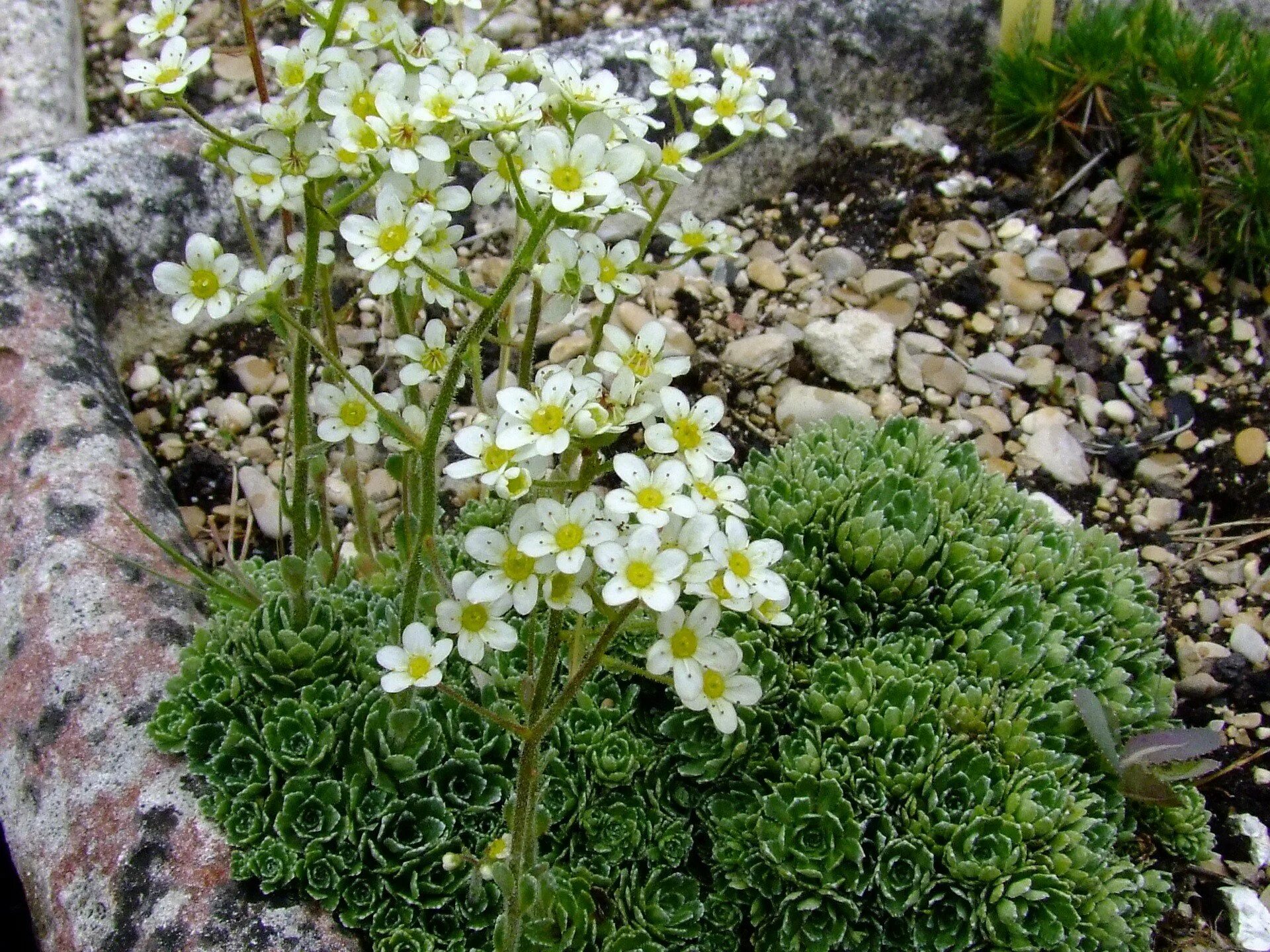 Камнеломка сорта и виды. Камнеломка метельчатая saxifraga. камнеломка метельчатая серебристоокаймленная. камнеломка арендса белая.