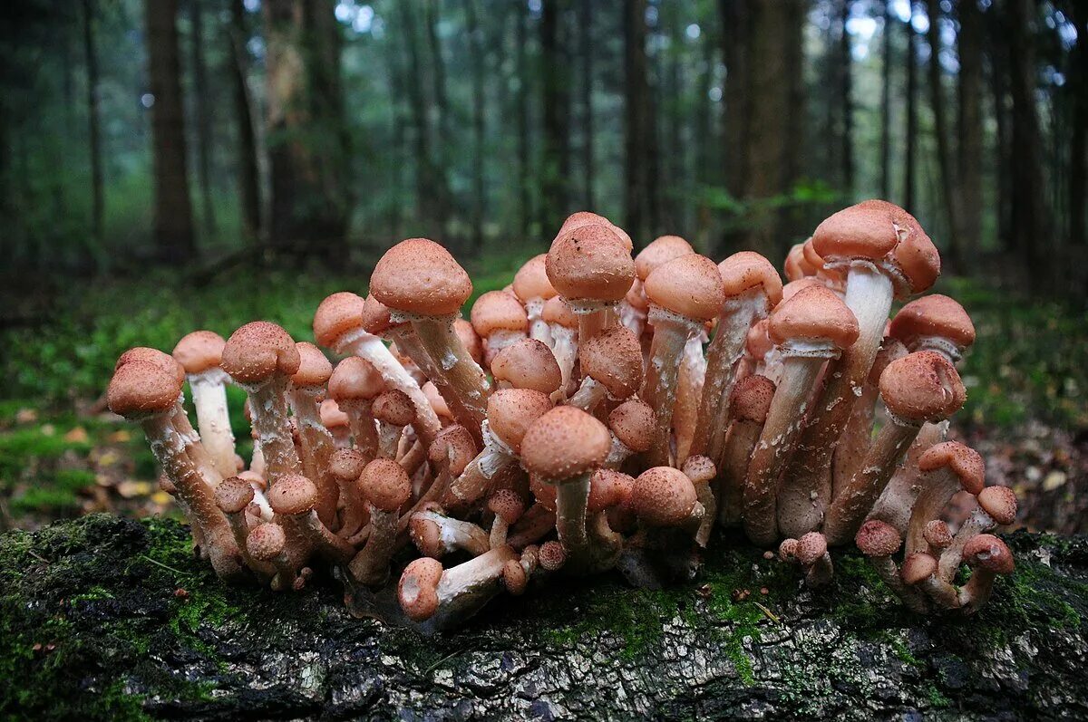 Опенок темный Armillaria ostoyae. Армиллярия – опята темные. Грибница Armillaria ostoyae. Грибница опенка темного Armillaria ostoyae.