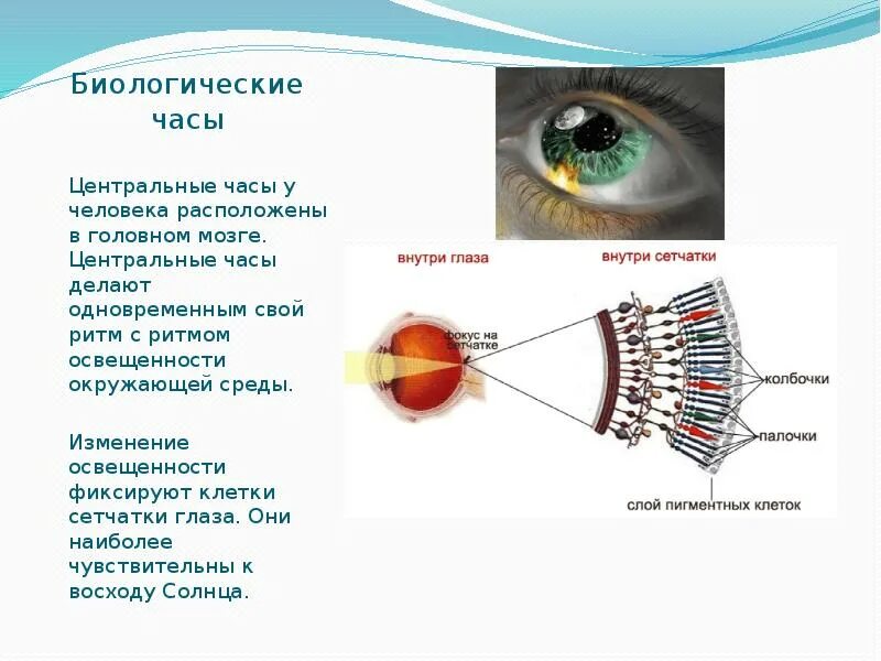Какое изображение образуется на сетчатке глаза