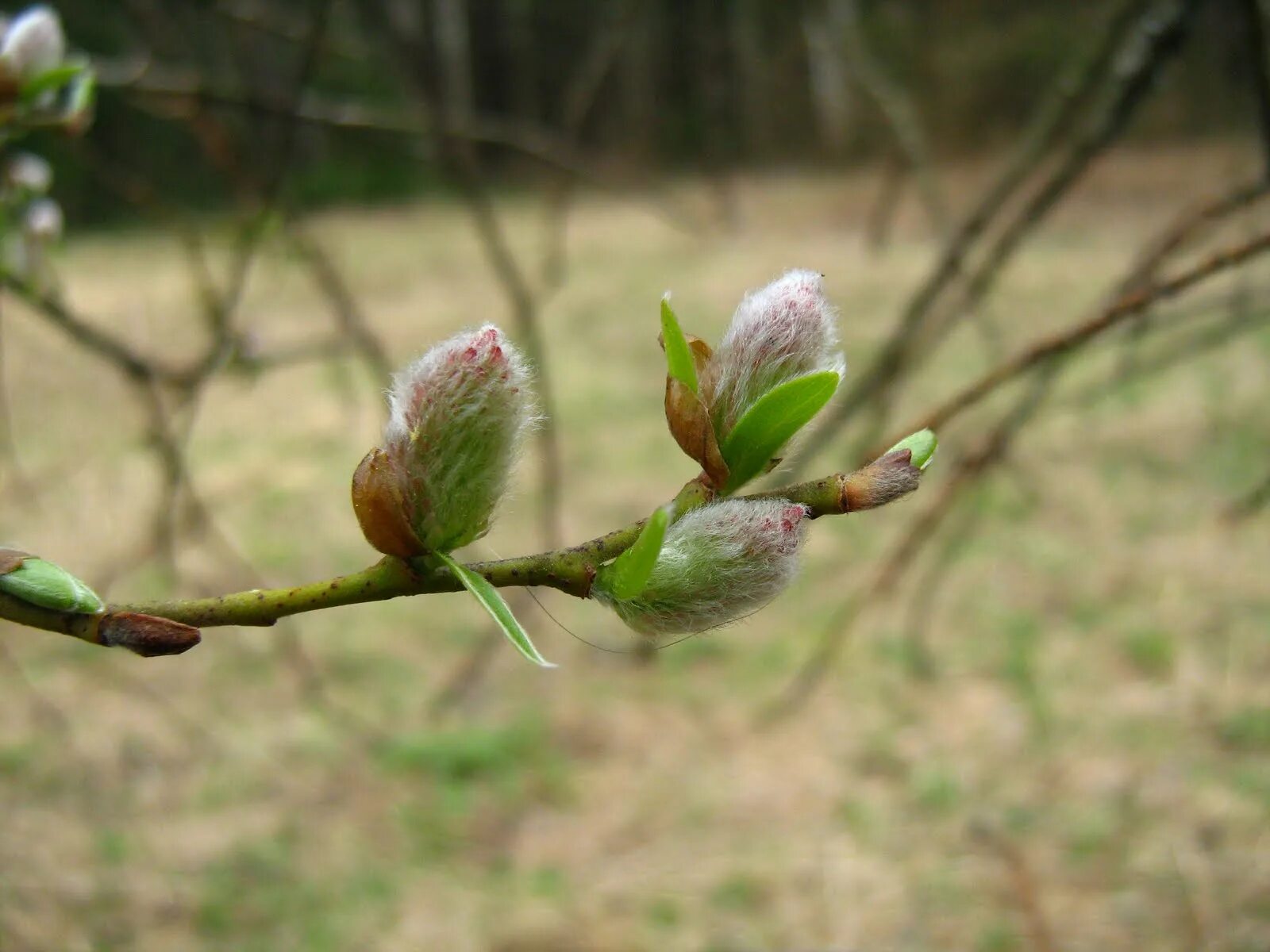 Весеннее распускание почек. Каштан распускается почки. Распускание почек сирени. Распускание почек на деревьях. Почки на деревьях.