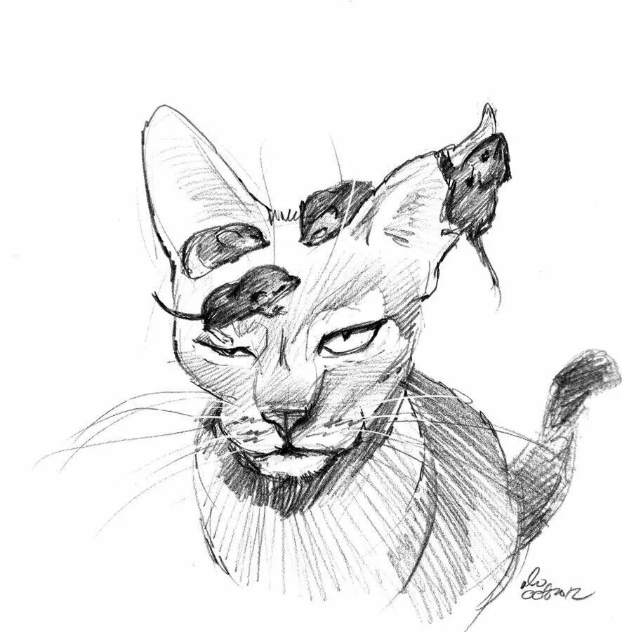 Линейный кот