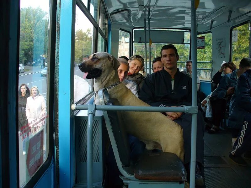 Можно с собакой в автобус. Собака в общественном транспорте. Собака в трамвае. Собака в троллейбусе. Собака в автобусе.