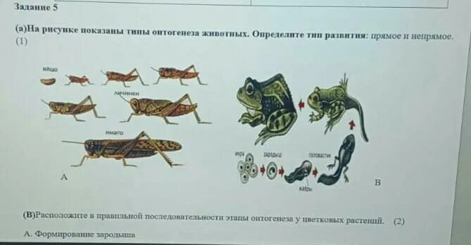 Какой тип развития изображен на рисунке. Определите тип развития животных. определите тип развития насекомых приведенных в перечне.