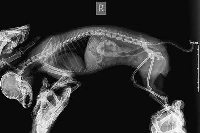 У собаки очень урчит в животе. Заворот желудка у собаки рентген. У собаки очень урчит в животе. Урчание в животе у собаки. У собаки очень урчит в животе.