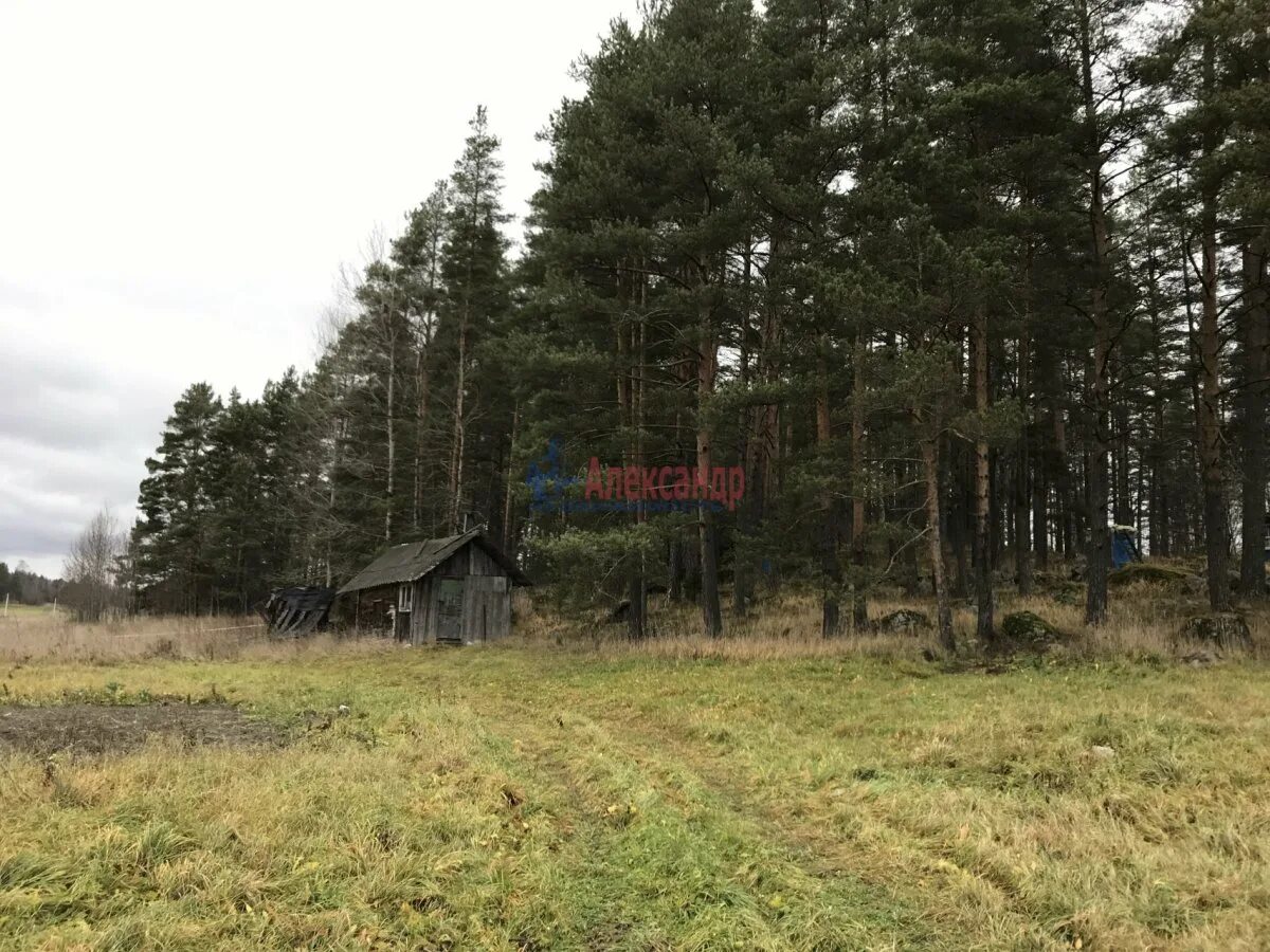 Деревня хвойное Приозерский район. Посёлок хвойный Ленинградской области. Черёмухино Приозерский район. Деревня хвойное Гомельская область.